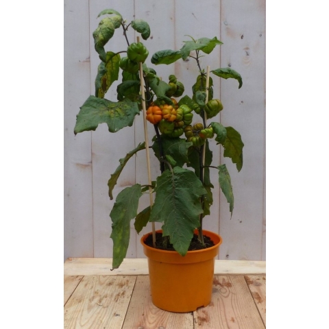 Solanum Sons - Warentuin natuurlijk