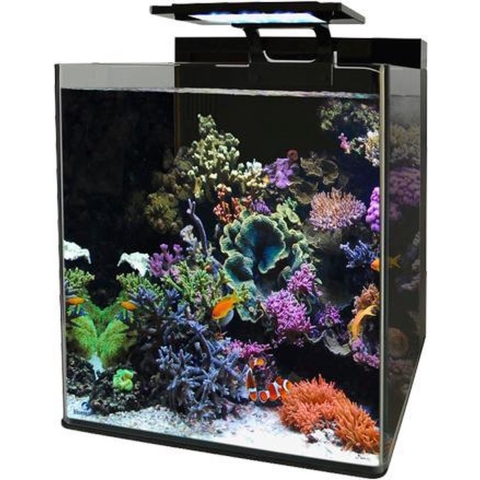 Bm reef 60 aquarium - Aquadistri