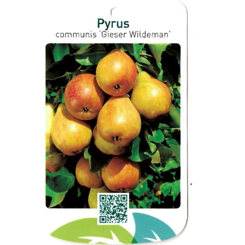 Pyrus Communis Gieser Wildeman - Oosterik home