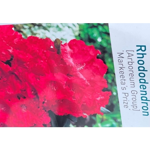 Rhododendron Markeetas Prize - Warentuin natuurlijk