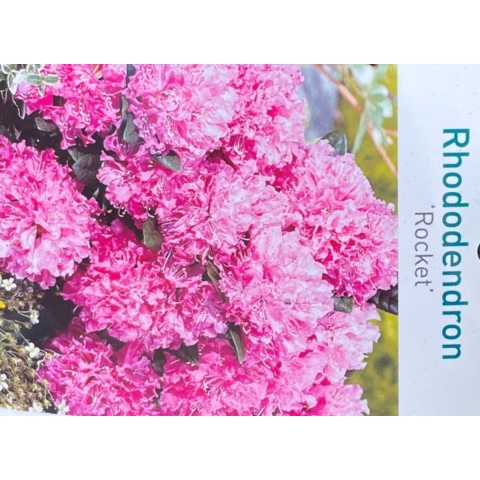 Rhododendron Rocket - Warentuin natuurlijk