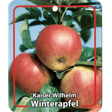 Malus Domestica Kaiser Wilhelm - Oosterik home
