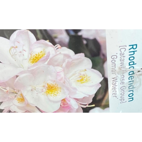 Rhododendron Gomer Waterer - Warentuin natuurlijk