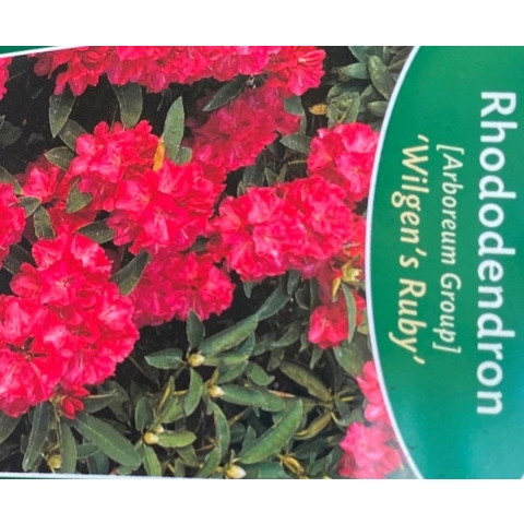 Rhododendron Wilgens Ruby - Warentuin natuurlijk