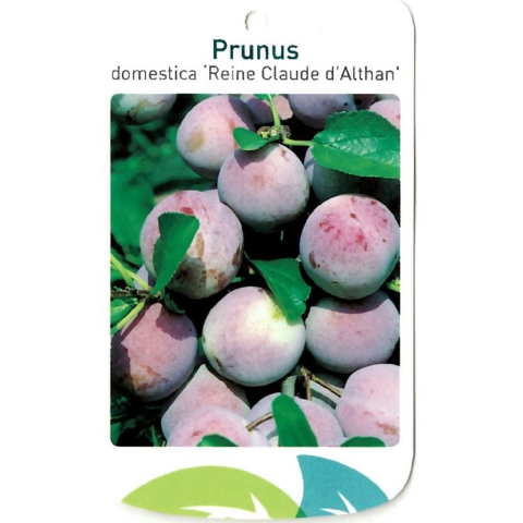Prunus Domestica Reine Claude d Althan - Oosterik home