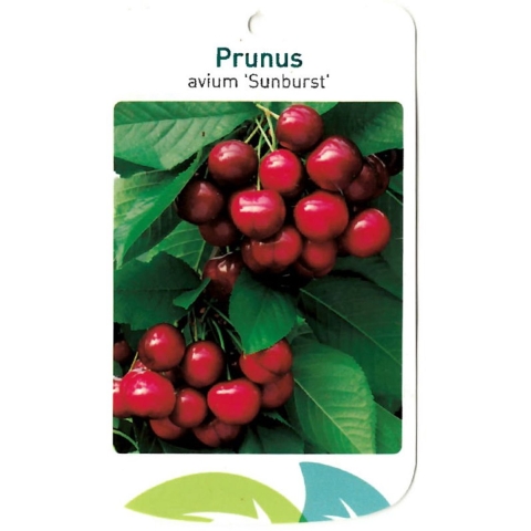 Prunus Avium Sunburst - Oosterik home
