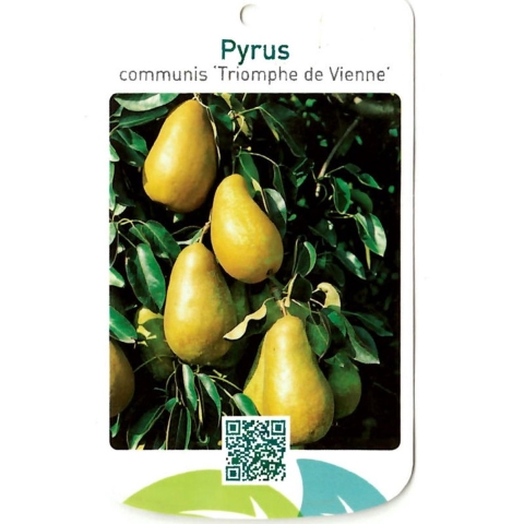Pyrus Communis Triomphe de Vienne - Oosterik home