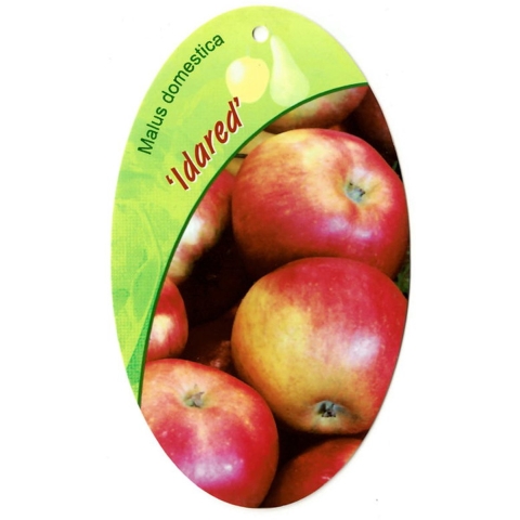 Malus Domestica Idared - Oosterik home