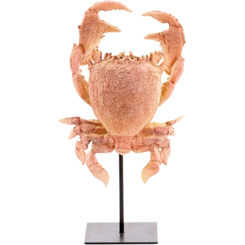 Light & Living ornament crab 23x12.5x42.5cm -