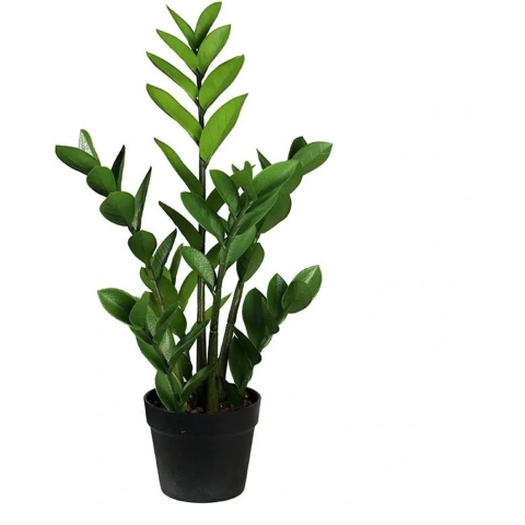 Zamioculcas 75 cm kunstplant Buitengewoon de Boet - Buitengewoon de boet