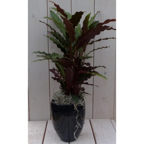 Calathea rood blad rode hoge pot 50 cm Warentuin Natuurlijk - Warentuin natuurlijk