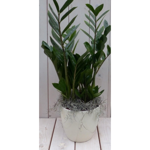 Zamioculcas in creme pot 55 cm Warentuin Natuurlijk - Warentuin natuurlijk