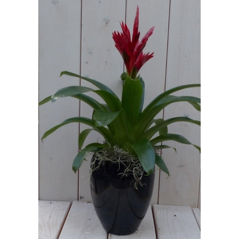 Bromelia zwarte/antraciete hoge pot 40 cm Warentuin Natuurlijk - Warentuin natuurlijk