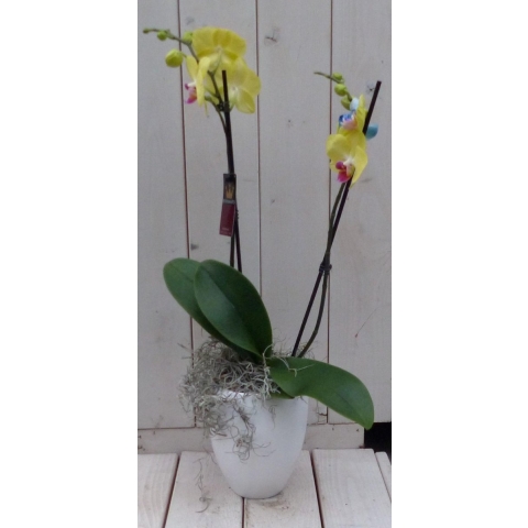 Vlinderorchidee geel in hoge witte pot 60 cm Warentuin Natuurlijk - Warentuin natuurlijk