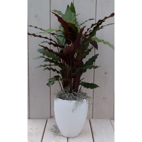 Calathea rood blad witte hoge pot 50 cm Warentuin Natuurlijk - Warentuin natuurlijk