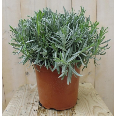 Lavendel Grote Pot 30 cm Lavandula Warentuin Natuurlijk - Warentuin natuurlijk
