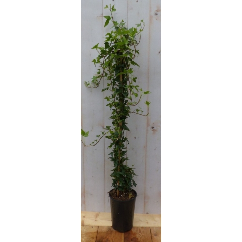Hedera klimop 80 cm groenblijvend groen Warentuin Natuurlijk - Warentuin natuurlijk