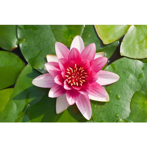 Waterlelie Nymphaea 'Attraction' P11 waterplant Waterlelie Moerings - Moerings