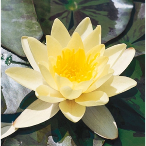 Nymphaea Marliacea Albida potmaat P11 Waterlelie Moerings - Moerings