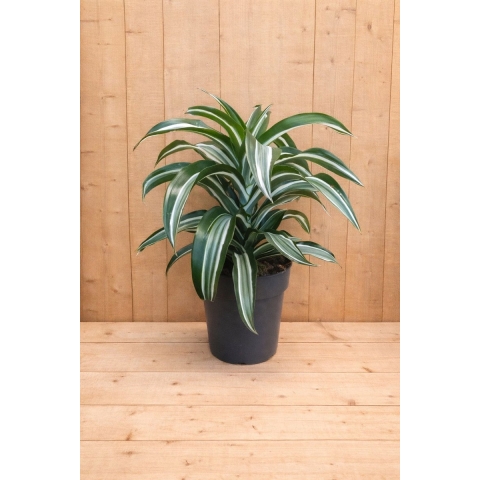 Drakenbloedboom Dracaena Fragrans Jade Jewel/Groen-wit H40-60 cm potmaat 17 cm 1 stam kamerplant Warentuin Natuurlijk - Warentuin natuurlijk