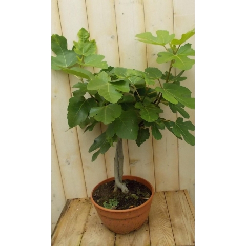 Vijg 60 cm Ficus Warentuin Natuurlijk - Warentuin natuurlijk