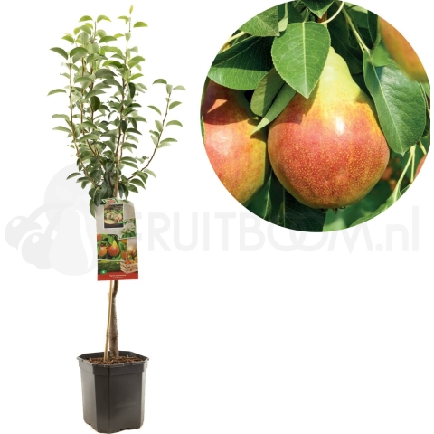 Pyrus communis williams laagstam handpeer fruitboom Fruithof - Fruithof