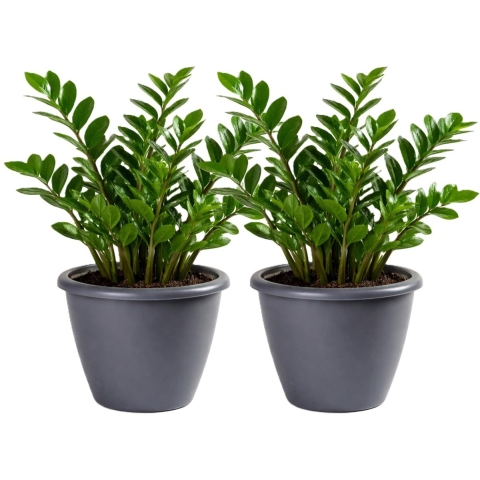 Mega Collections Plantenpot / bloempot Lima - 2x - kunststof - donkergrijs - buiten - D50 x H40 cm -