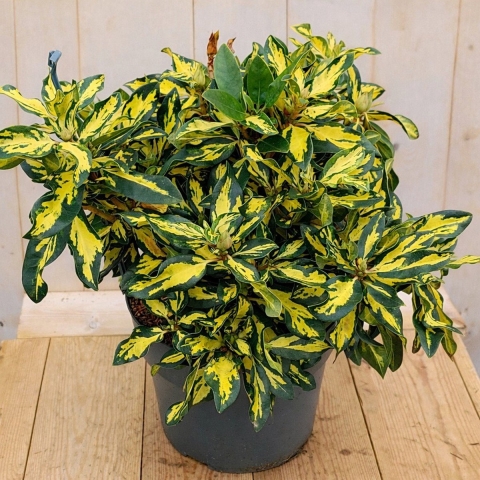 Rhododendron Hybride Blattgold 50 cm lila bloemen Warentuin Natuurlijk - Warentuin natuurlijk
