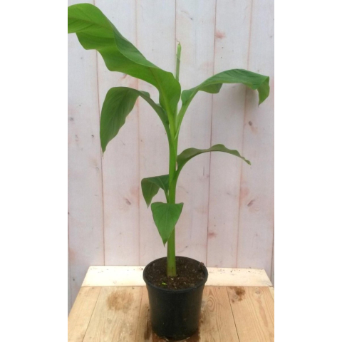 Bananenplant eenjarig groen Musa Warentuin Natuurlijk - Warentuin natuurlijk