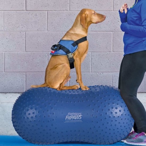 FitPAWS-Dierenbalansplatform-Trax-Peanut-40-cm-geel