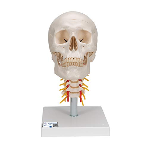 3B Scientific klassiek schedelmodel met montage, op Cervical Spine, 1