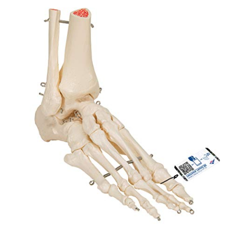 3B Scientific A31 Model van voet- en enkelskelet + gratis anatomiesoftware - 3B slimme anatomie