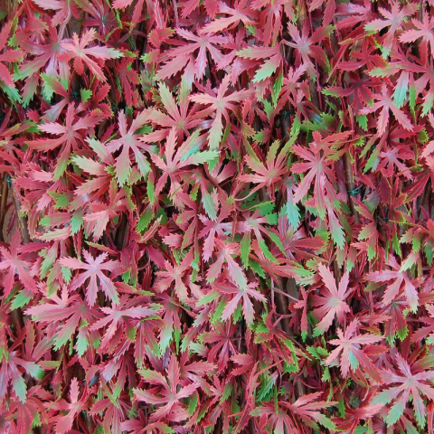 Tenax Divy 3D X-Tens Pergola - 1 x 2 m, Rood/Groen