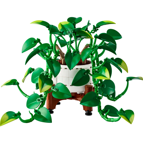 Hangende drakenklimop