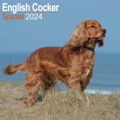 English Cocker Spaniel Calendar 2024 Square Dog Breed Wall Calendar - 16 Month