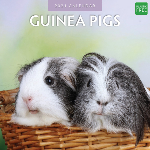 Guinea Pigs 2024 Square Wall Calendar