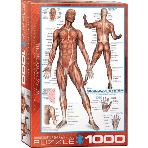 Eurographics puzzel The Muscular System - 1000 stukjes