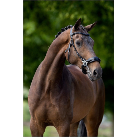 Anatomische hoofdstellen BR Equitation Lydney