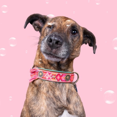 DWAM Dog with a Mission Halsband hond – Hondenhalsband – Roze – S – Leer – Halsomvang tussen 27-33 x 2 cm– Boho Rosa