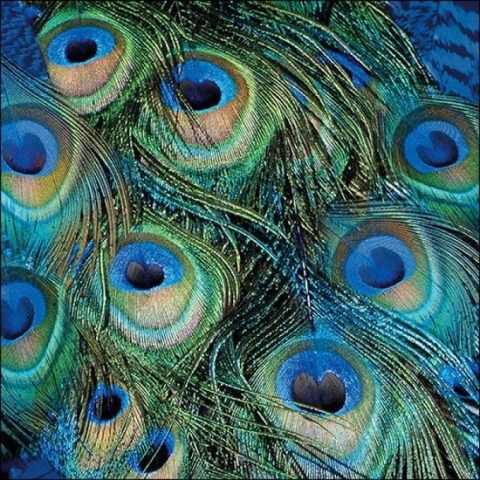 Ambiente servetten - 33x33cm - 20 stuks - Peacock feathers