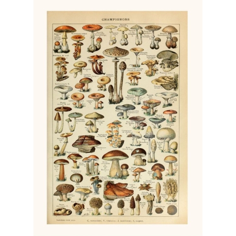 Vintage Poster Champignon Groenten - Paddenstoelen Natuur Botanisch Millot - Plant & Tuin