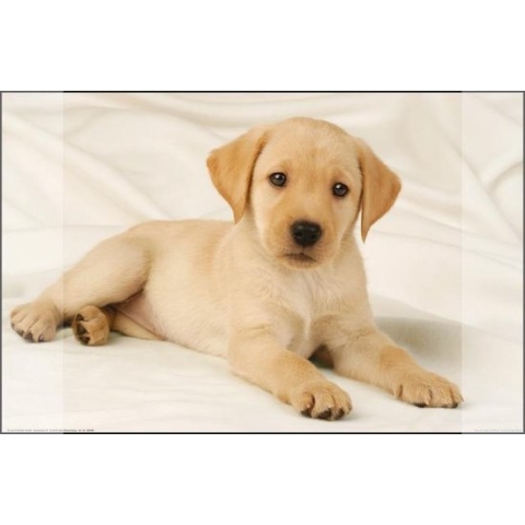 Kangaro bureau onderlegger - 38x58cm - Labrador wit - antislip - met insteekvakken - K-0014D108