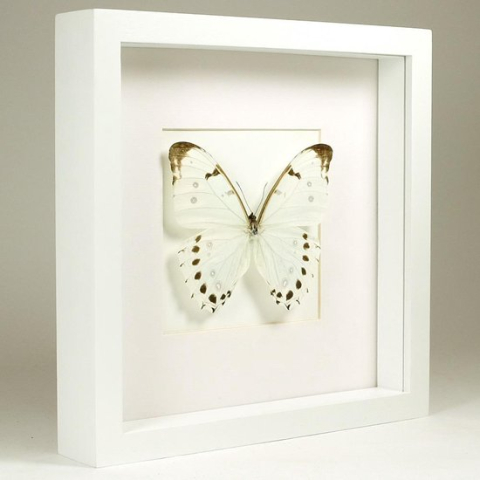 Opgezette witte vlinder in witte lijst - Morpho luna