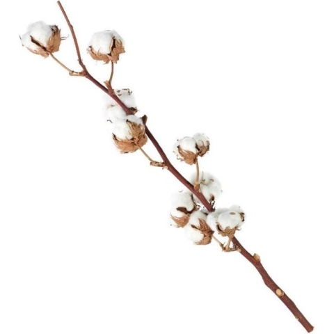 3 katoentakken 50-60 centimeter lang en 6-8 katoenbollen per tak