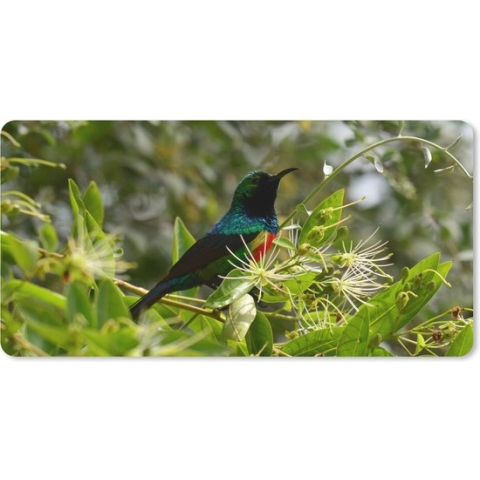 Muismat XXL - Bureau onderlegger - Bureau mat - Vogel tussen de bladeren in de jungle - 100x50 cm - XXL muismat