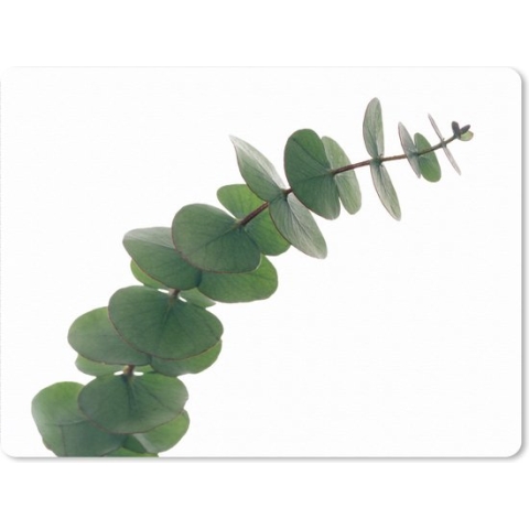 Muismat XXL - Bureau onderlegger - Bureau mat - Groene eucalyptus bladeren - 80x60 cm - XXL muismat