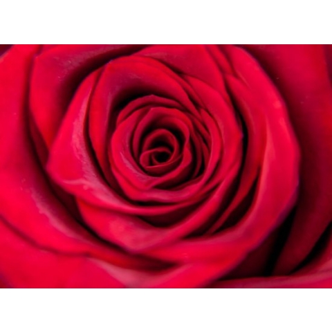 Foto op Canvas, Roses are Red (120x90cm)