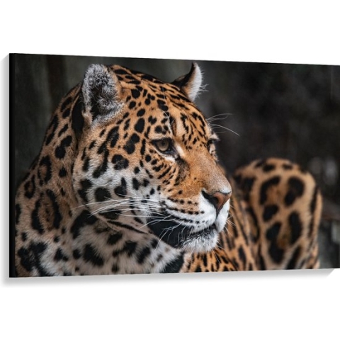 WallClassics - Canvas - Wegkijkende Stoere Panter - 120x80 cm Foto op Canvas Schilderij (Wanddecoratie op Canvas)