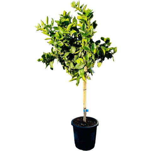Tropictrees - Limoenboom - Citrus Latifolia - Limoen - Eetbaar - Citrusboom - Hoogte ca. 150cm