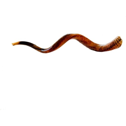 Shofar | Sjofar | Trophy Horn |  90CM+
